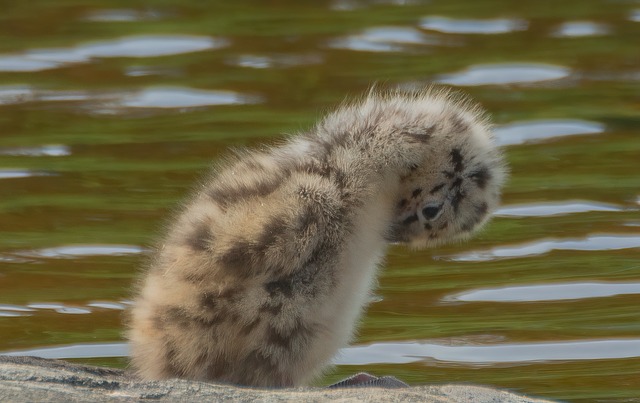 fluffy favourites