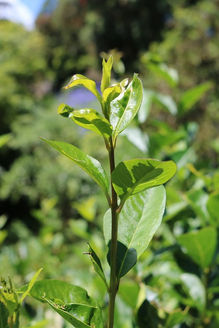 guarani de assunção