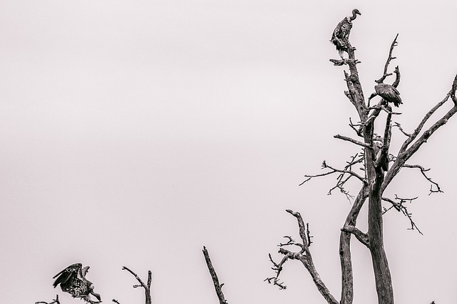 bicho atrasados| bahia