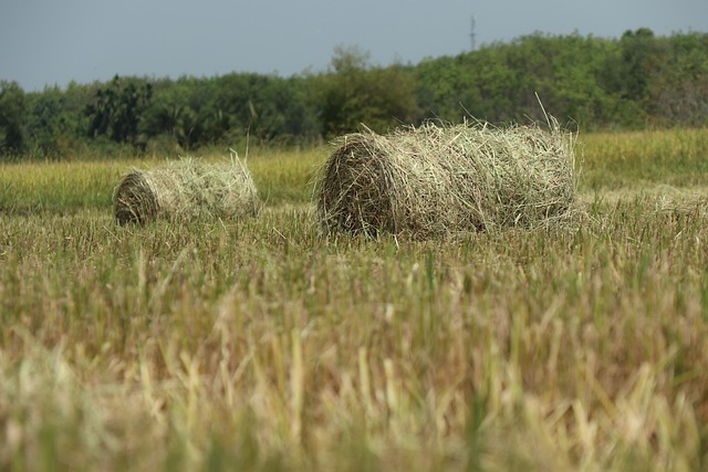 Foto do arquivo: fornecida por 【resultados da lotofácil da caixa】