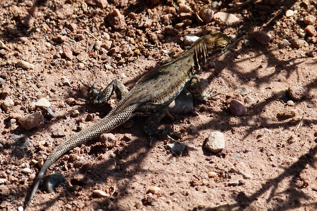 Foto do arquivo: fornecida por 【Palpites de números para o bicho】