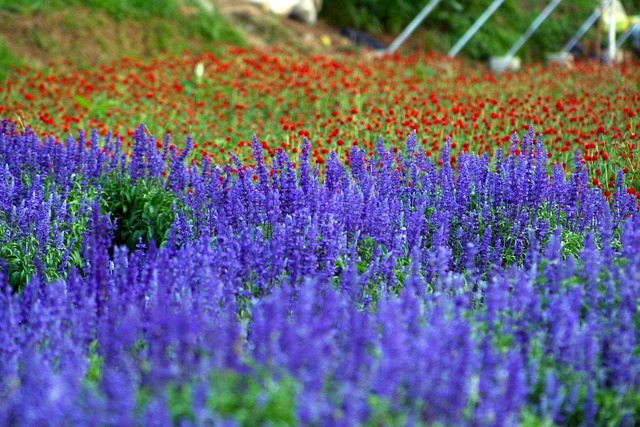 bônus cassino