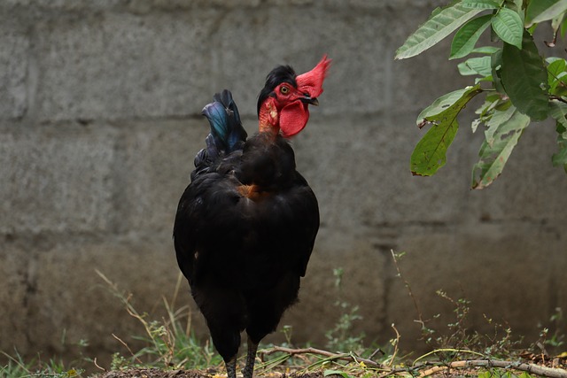 resultado jogo do bicho da agreste de hoje