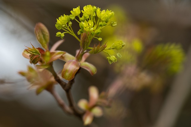 caixa economica loterias