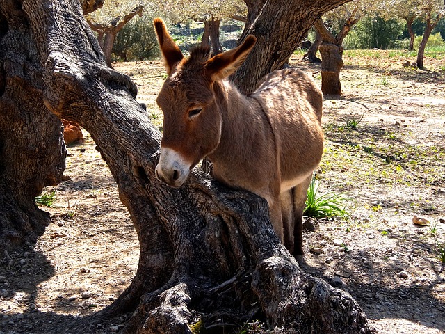 terrenos no cassino