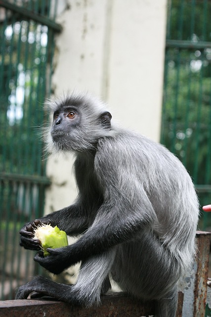 pomada para bicho de pé