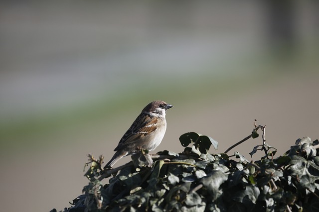 Foto do arquivo: fornecida por 【bbrbet.com baixar】