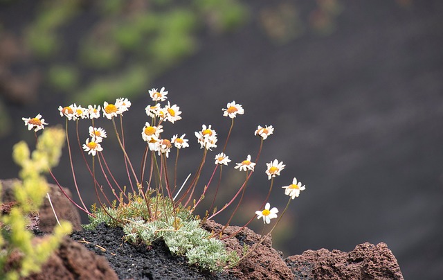 Foto do arquivo: fornecida por 【daisy slots】