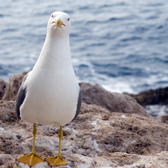 bicho preguiça em ingles