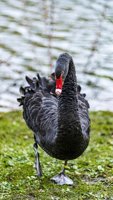 muquirana bicho|o bicho muquirana