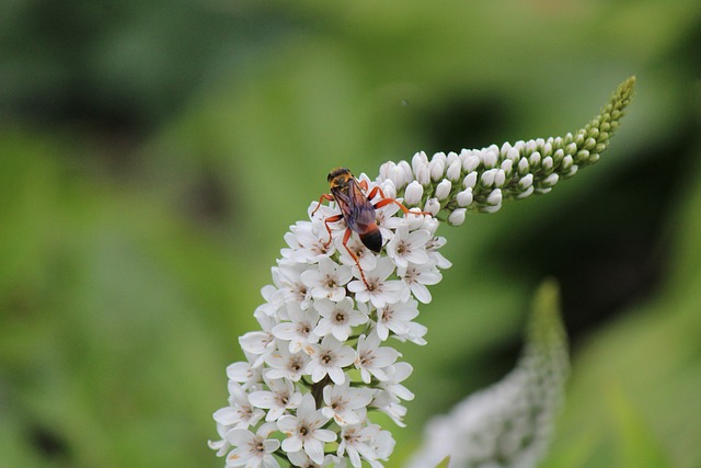 perfume bacara