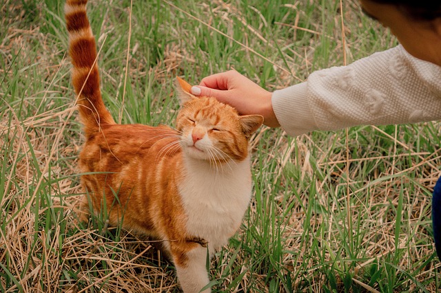 Foto do arquivo: fornecida por 【link do jogo do tigre】