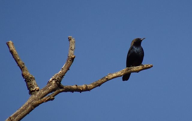 ravena cassino laguna