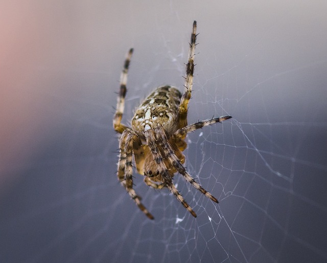 Foto do arquivo: fornecida por 【paciencia spider no click jogos】