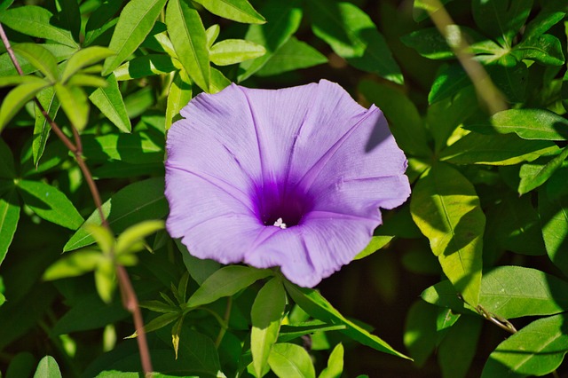 flor da fortuna