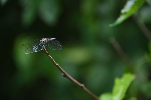 Glorória Gladiador