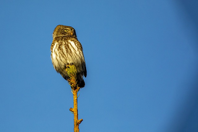 Foto do arquivo: fornecida por 【Transação forjada, criador】