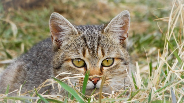 Onde mais se recompensa no Fortune Tiger