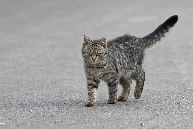 Palpites para o jogo de animais