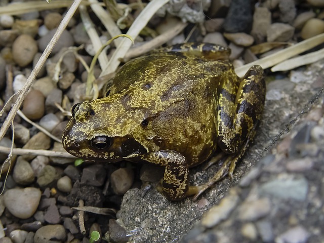 análise combinatória mega sena