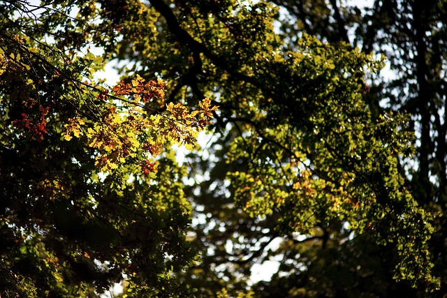 monte carlos resultado do bicho