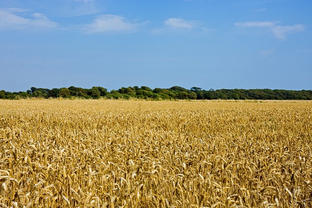 Foto do arquivo: fornecida por 【Lançamentos de plataformas de entretenimento】