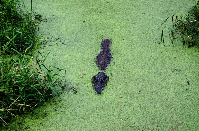 Foto do arquivo: fornecida por 【jogo de crocodilo gigante】