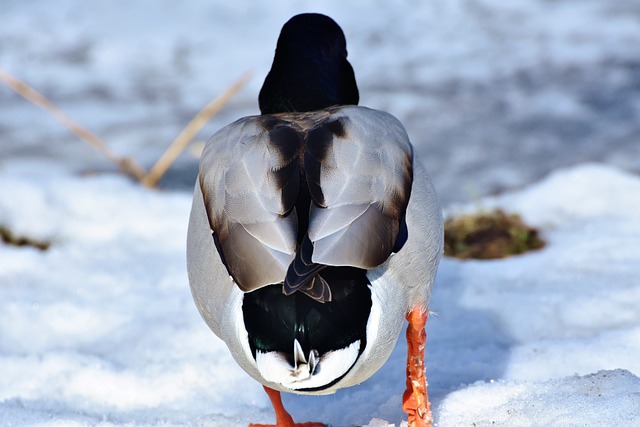 Foto do arquivo: fornecida por 【qual foi o animal que deus não deixou entrar na arca】