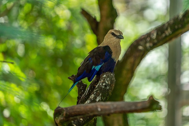 bicho de pé como pegar