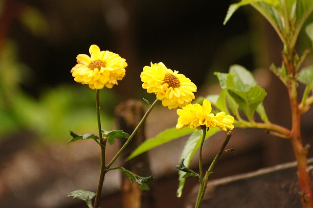 flor da fortuna gosta de sol ou sombra