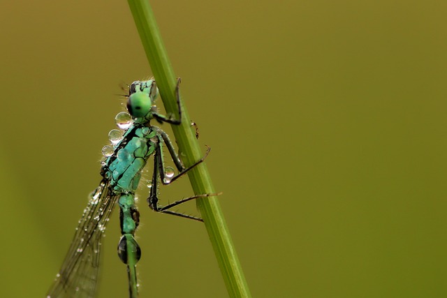 Foto do arquivo: fornecida por 【planta da fortuna】