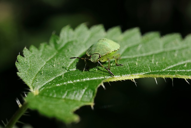 megasena