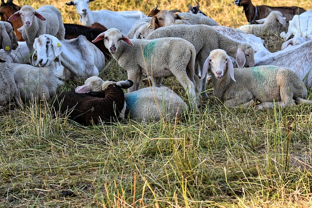 Foto do arquivo: fornecida por 【mamy poko】