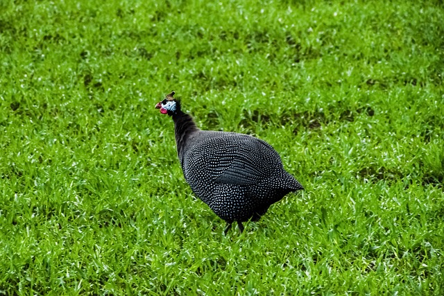 Foto do arquivo: fornecida por 【grand eagle casino】