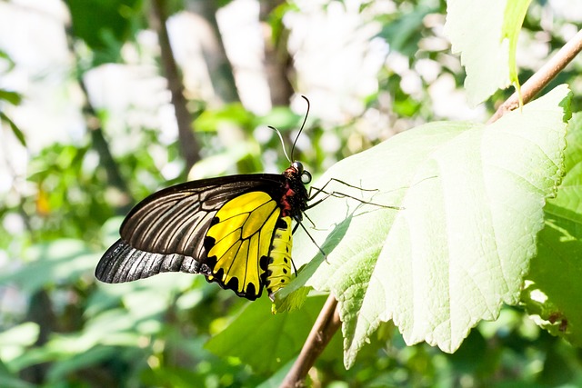 bicho de pe amarelobicho de pé amarelo como eliminar