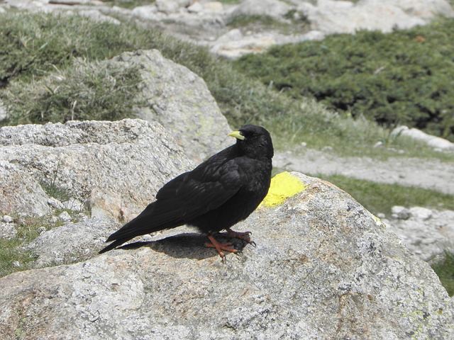 bicho do feijao