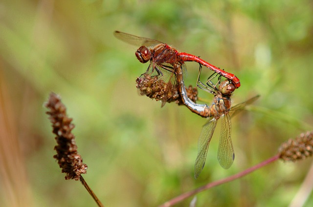 Foto do arquivo: fornecida por 【lucky pix】