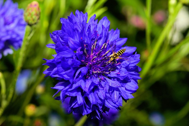 bicho da madeira