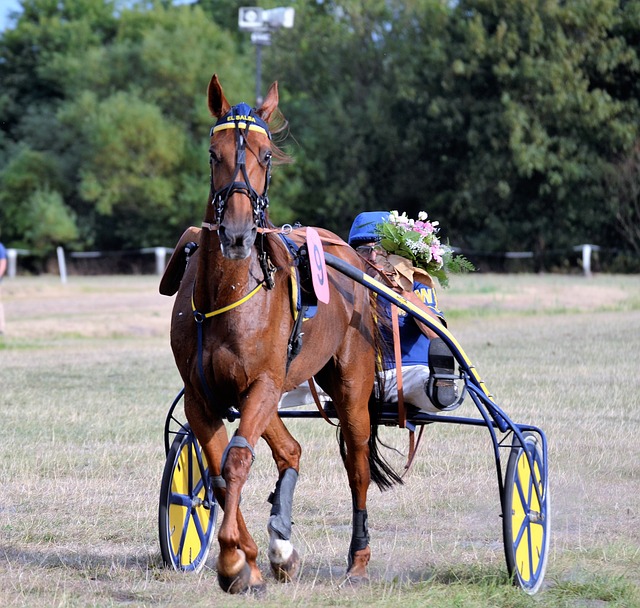 bicho de pé foto,bicho de porco no pé foto