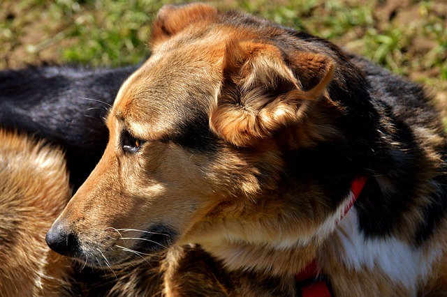 nome para bicho de estimação、nome bicho de estimação