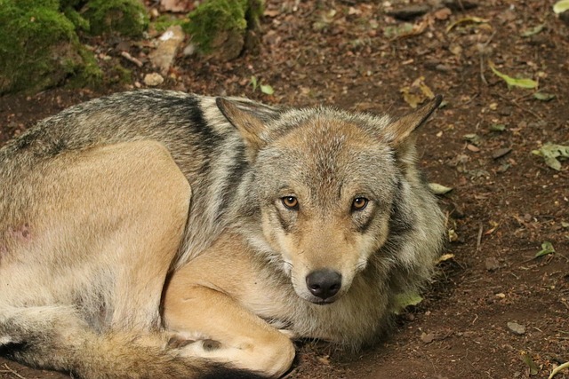 Foto do arquivo: fornecida por 【pai gow】