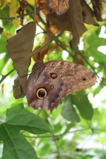 Foto do arquivo: fornecida por 【etomino】