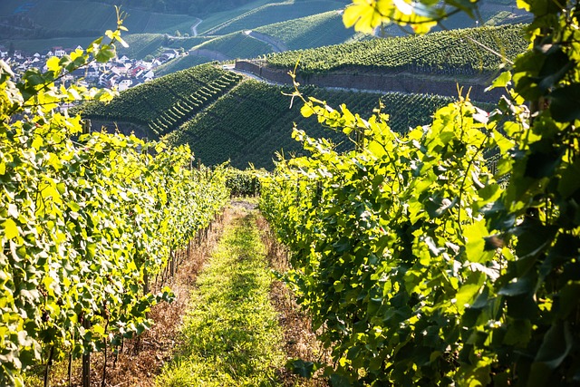 bônus de cassino sem depósito