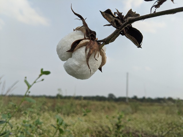 Foto do arquivo: fornecida por 【plataforma com bônus de cadastro grátis】