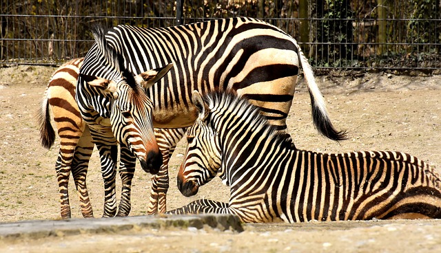 Foto do arquivo: fornecida por 【bicho com rs_bicho rs 18 horas】