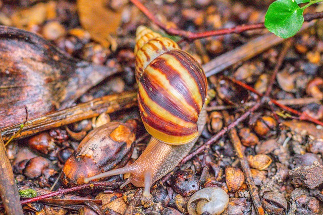 sonhar com cobra no jogo do bicho_ qual o significado