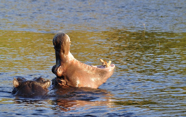 tigrinho plataforma