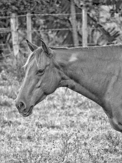 Foto do arquivo: fornecida por 【inak918】