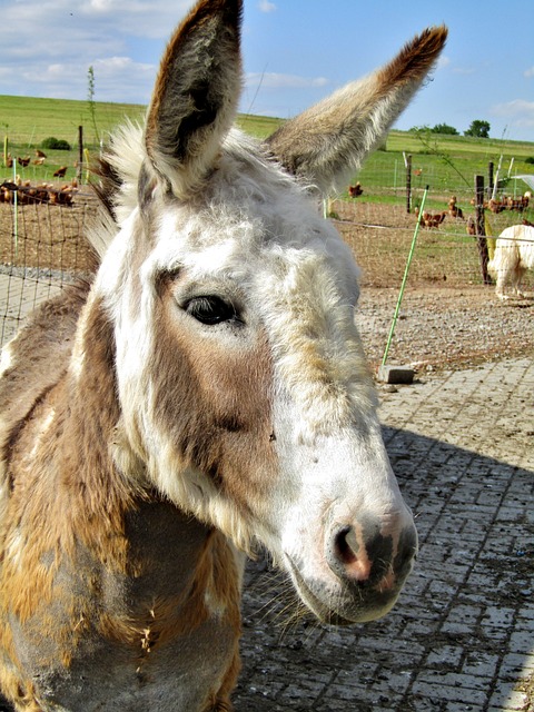 Foto do arquivo: fornecida por 【play blackjack】