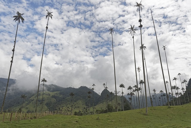 Pagamento eletrônico simulado, emissor